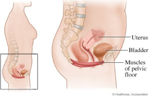 Image of the pelvic Floor