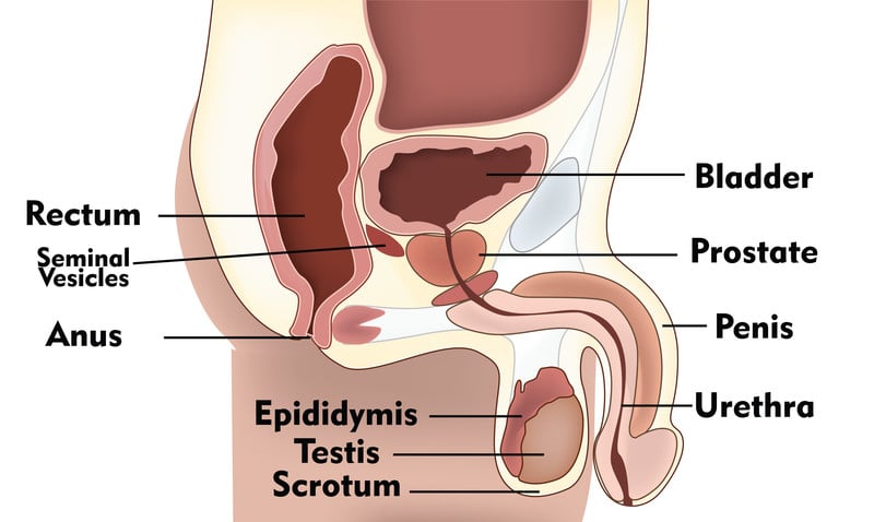 canstockphoto18104398 prostate