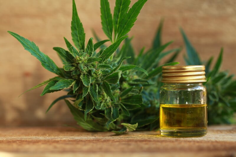 canstockphoto52099628 CBD marijuana